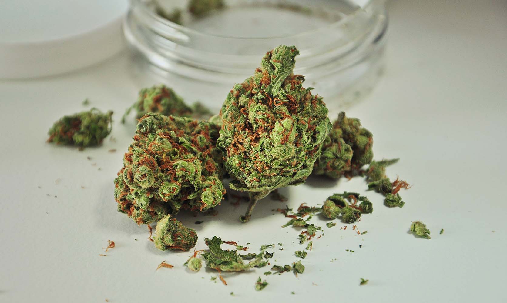 Von Experten geprüft – Weed Samen kaufen mit höchster Frische