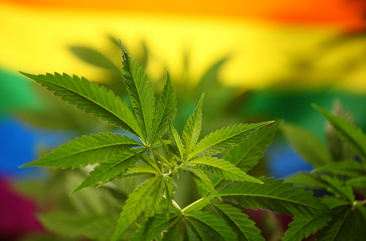 Von Experten geprüft – Weed Samen kaufen mit höchster Frische
